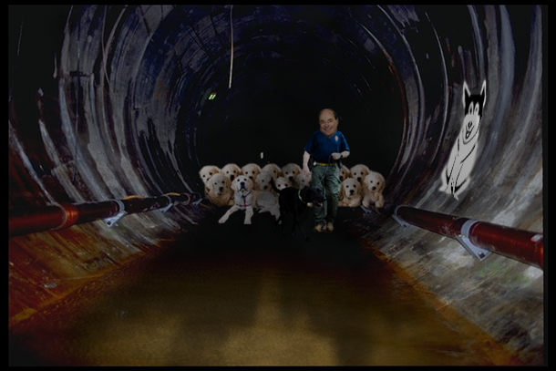 Thumbnail for The Paws Cause: An Expose on the Northeastern Sewers